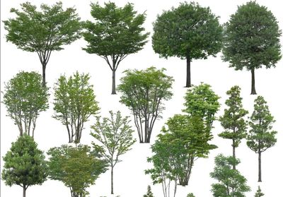 打造完美景观 10款高清园林树木PS素材（绿色乔木）精选推荐
