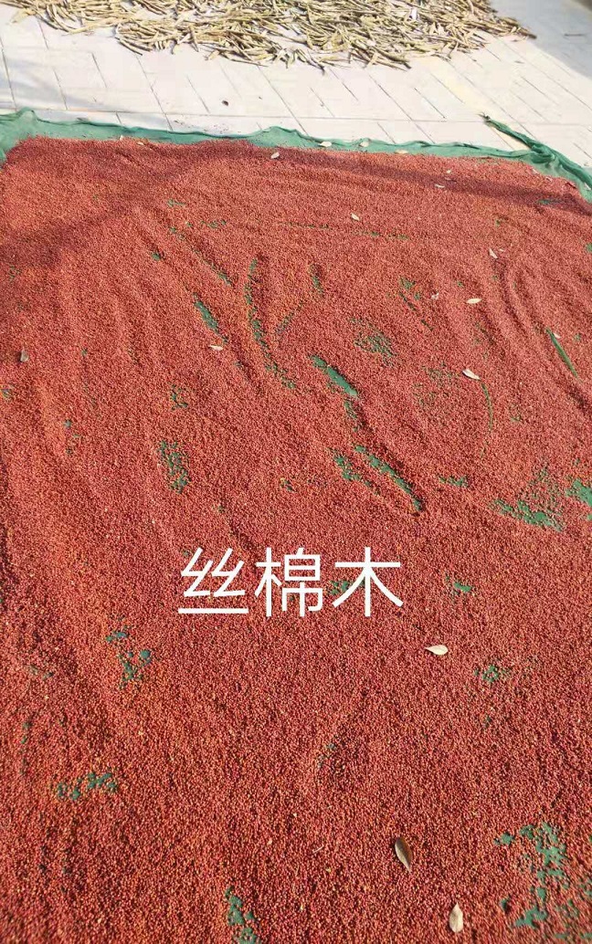 新采丝棉木、木瓜树、紫穗槐种子及小苗，快递直达全国
