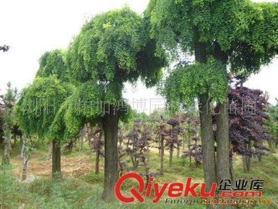 龙爪槐乔木 造型独特的园林绿化珍品 —— 浏阳市柏加鸿博园林绿化苗圃