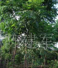 湖南千里缘苗场 栾树与多种苗木花卉的优选供应基地