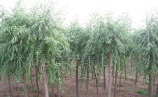 供应绿化苗木精选 垂柳、金丝柳、栾树、白腊等优质乔木（灌木）产品介绍